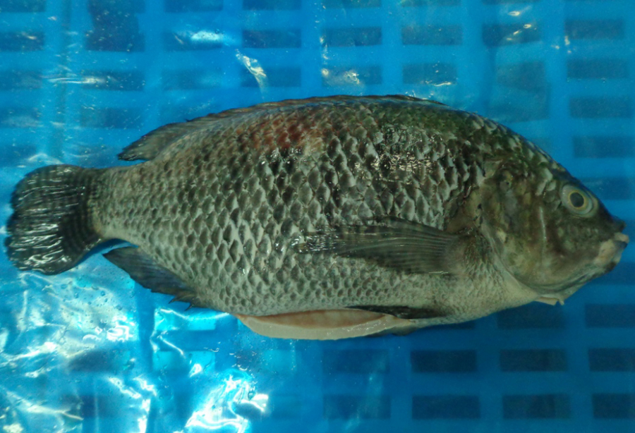 TILAPIA FISH